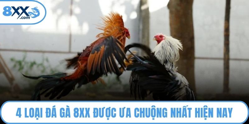 4 loại đá gà 8XX được ưa chuộng nhất hiện nay