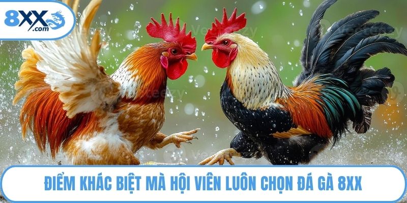 Điểm khác biệt mà hội viên luôn chọn đá gà 8XX