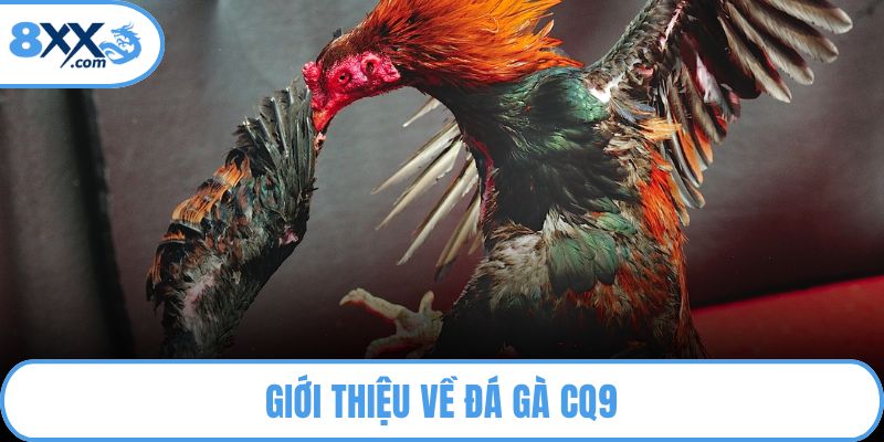 Giới thiệu về đá gà CQ9